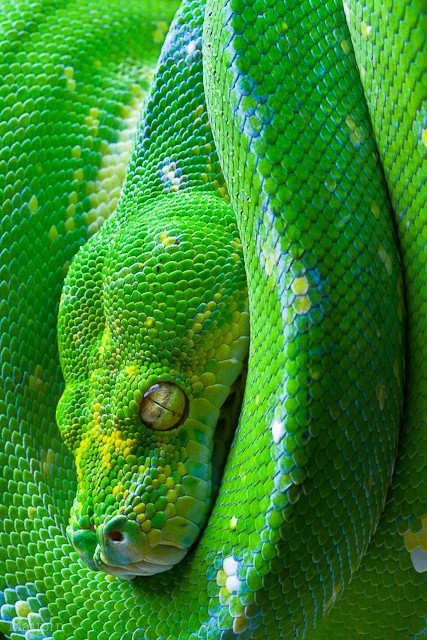 Photo:  Green tree python from New Guinea
